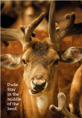 Stay in the Middle of the Herd Deer Card - Click Image to Close