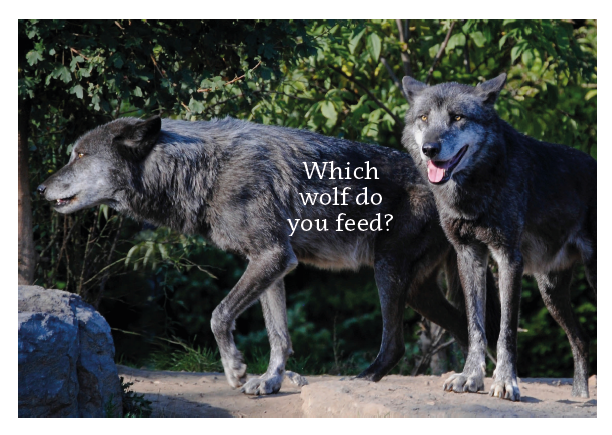 Which Wolf Card