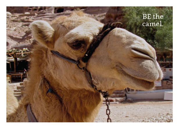 Be the Camel Card
