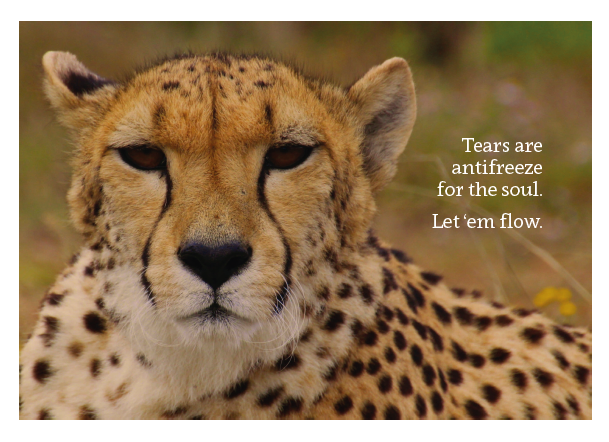 Cheetah - Tears are Antifreeze Card - Click Image to Close