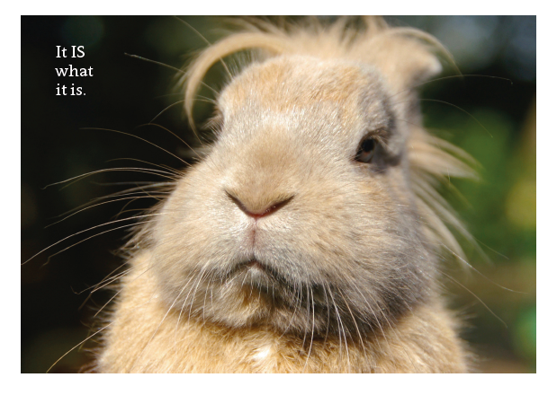 It is What It Is - Rabbit Card - Click Image to Close