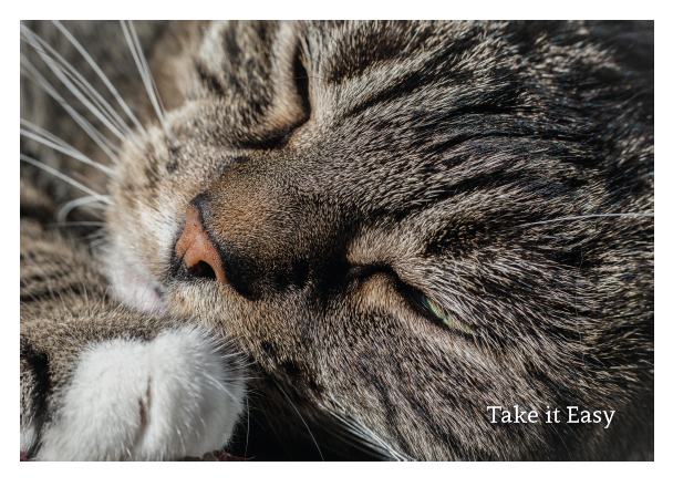 Take It Easy (Cat) Card - Click Image to Close