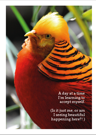 Learning to Accept - Pheasant Card - Click Image to Close