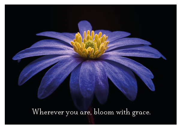 Wherever You Are... Purple Daisy Card - Click Image to Close
