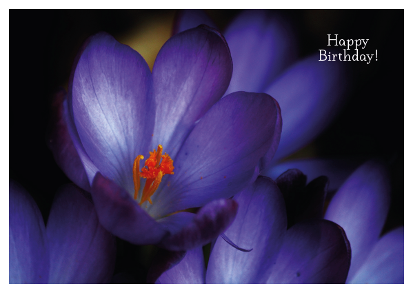 Purple Crocus - Happy Birthday! Card - Click Image to Close