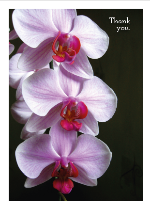 White Orchids - Thank You Card - Click Image to Close