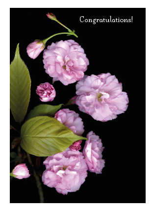 Congratulations Pink Carnations Card - Click Image to Close