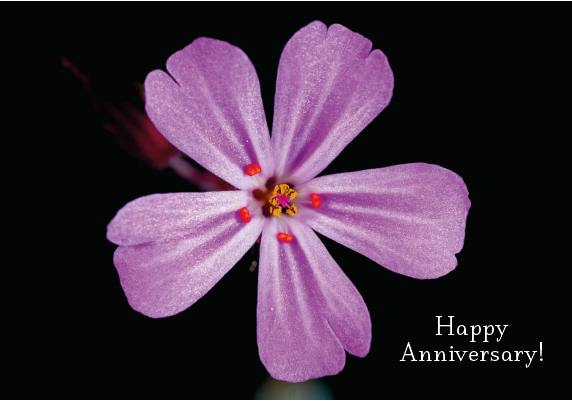 Happy Anniversary 5 Petal Card - Click Image to Close