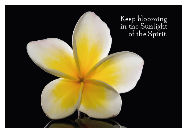 Keep Blooming - White Frangipani Card - Click Image to Close