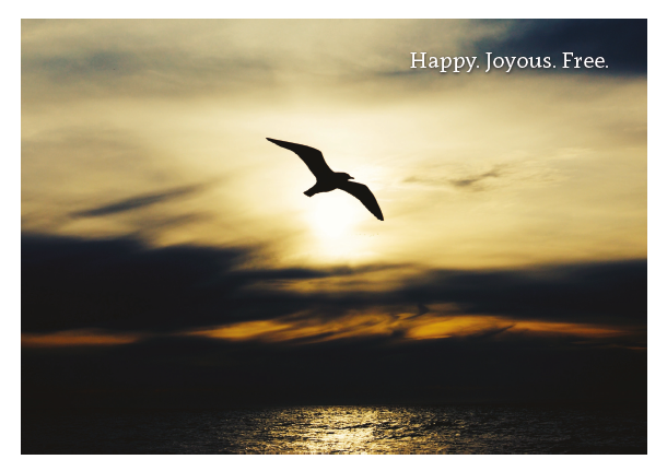 Seagull in Sun - Happy Joyous Free Card