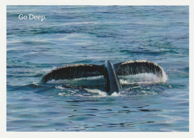 Go Deep - Whale Card - Click Image to Close