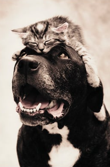 Always on My Mind Dog and Cat Card - Click Image to Close