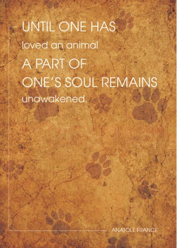 Unawakened Soul Pet Sympathy
