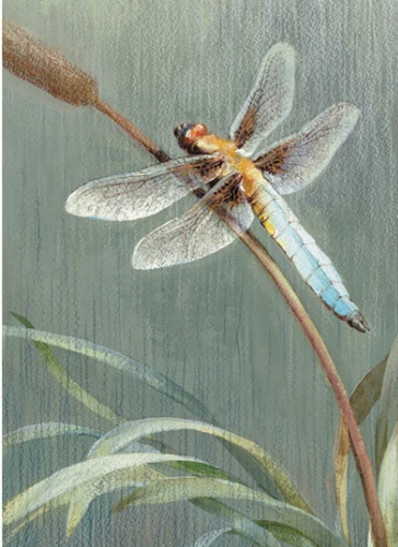 Dragonfly Sympathy Card - Click Image to Close