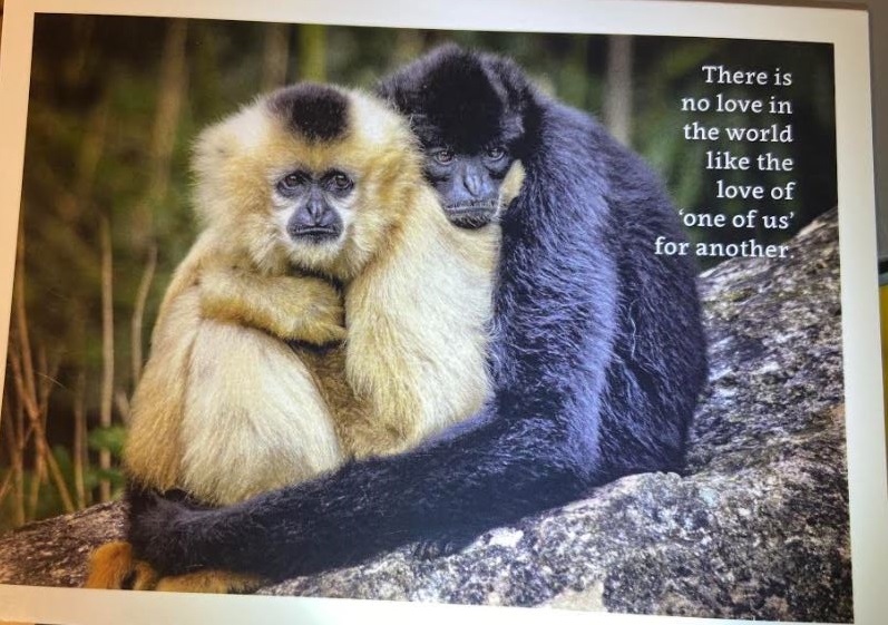 There Is No Love - Monkeys Card - Click Image to Close